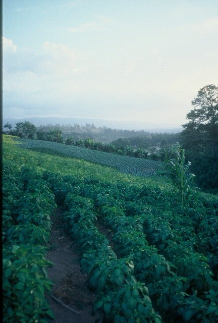 Coffee Production Honduras 