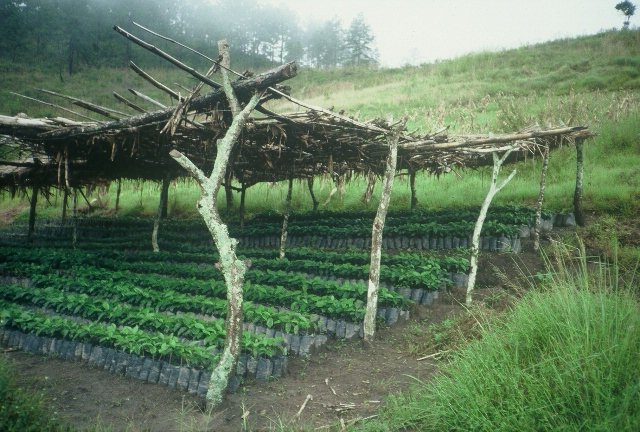 coffee production Honduras 