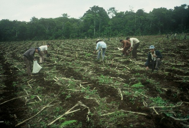 corn production Honduras