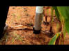 OSU GreenSeeder - Hand Planter - YouTube
