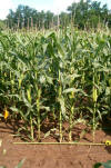 by plant corn management