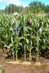 By plant corn management